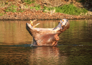 Hippopotamus at Kuntunta Safari Lodge