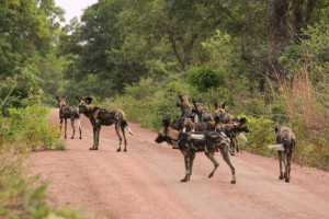 Wild Dogs at Kuntunta Safari Lodge