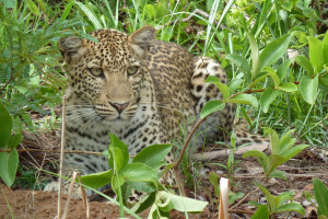 Leopard at Kuntunta Safari Lodge