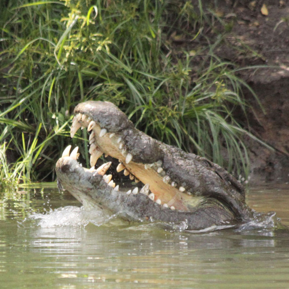 Crocodile at Kuntunta Safari Lodge