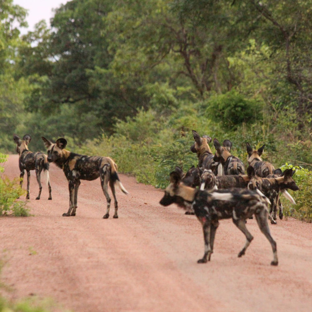 Wilde Dogs at Kuntunta Safari Lodge
