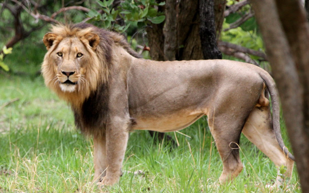 Lion at Kantunta Safari Lodge in Zambia